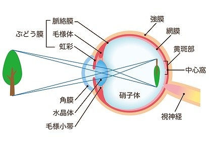 白内障と目の仕組み